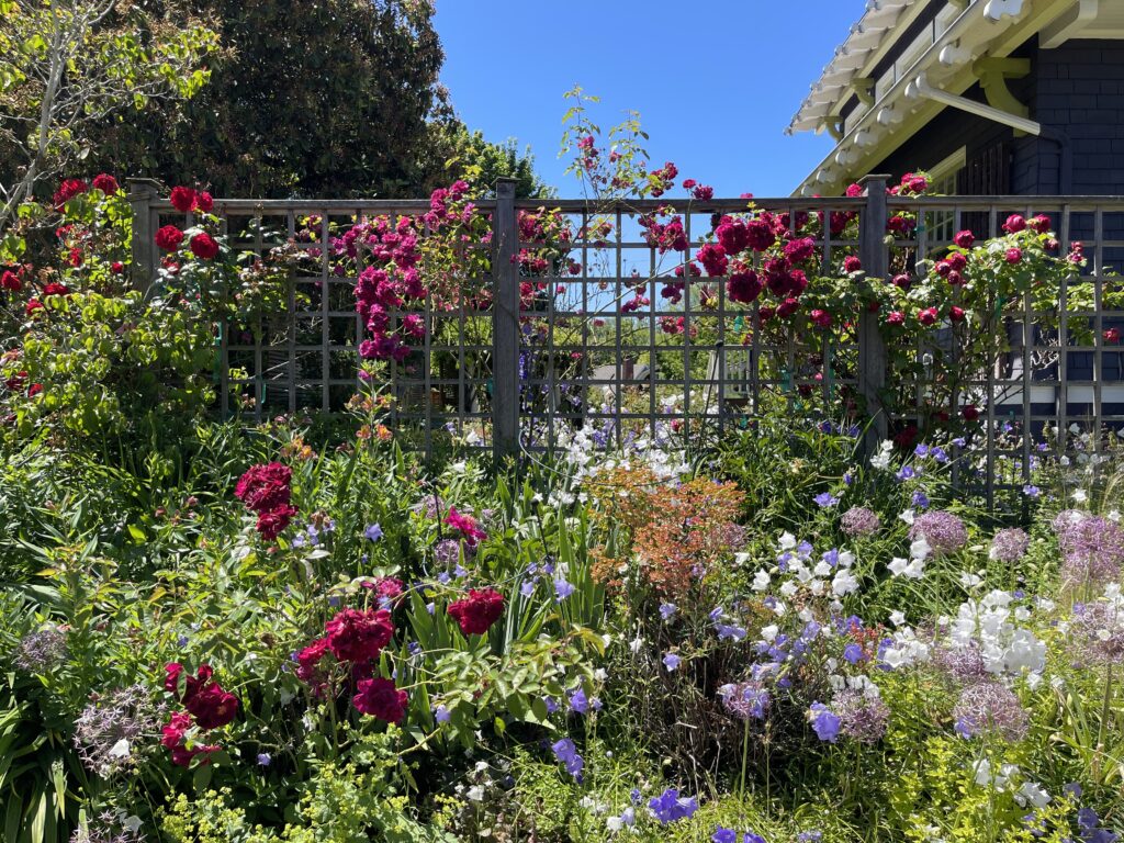 A typical English garden front yard of a SE Portland home on a sunny, clear-sky day with a variety of brightly colored flowers and plants, some of which are crawling on a trellis fence. 